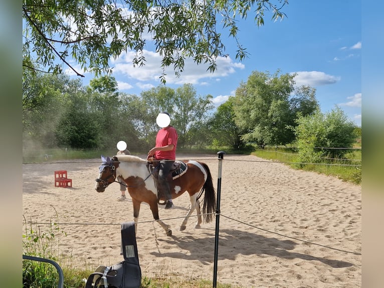 Lewitzer Merrie 14 Jaar 140 cm Gevlekt-paard in Harbke