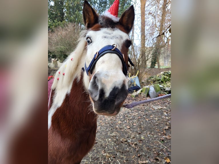 Lewitzer Merrie 14 Jaar 140 cm Gevlekt-paard in Harbke