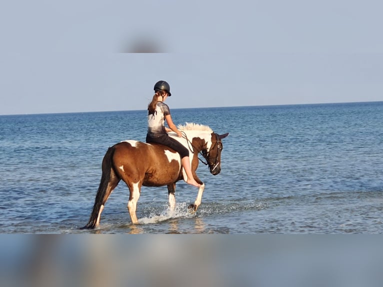 Lewitzer Merrie 14 Jaar 145 cm Tobiano-alle-kleuren in Stakendorf