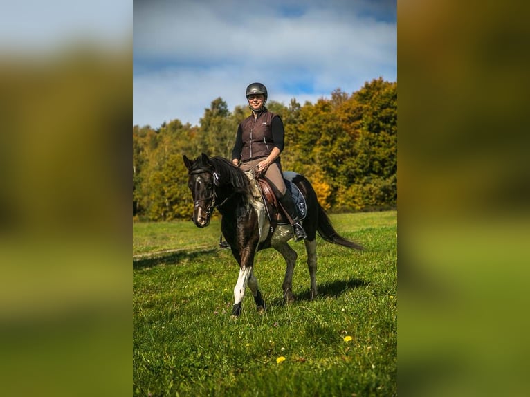 Lewitzer Merrie 14 Jaar 146 cm Gevlekt-paard in Klingenberg