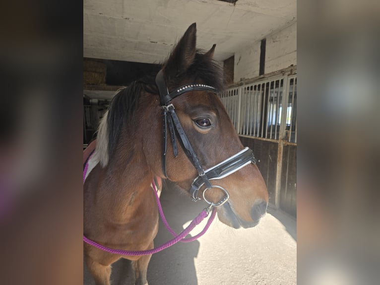 Lewitzer Mix Merrie 14 Jaar 147 cm Gevlekt-paard in Marl