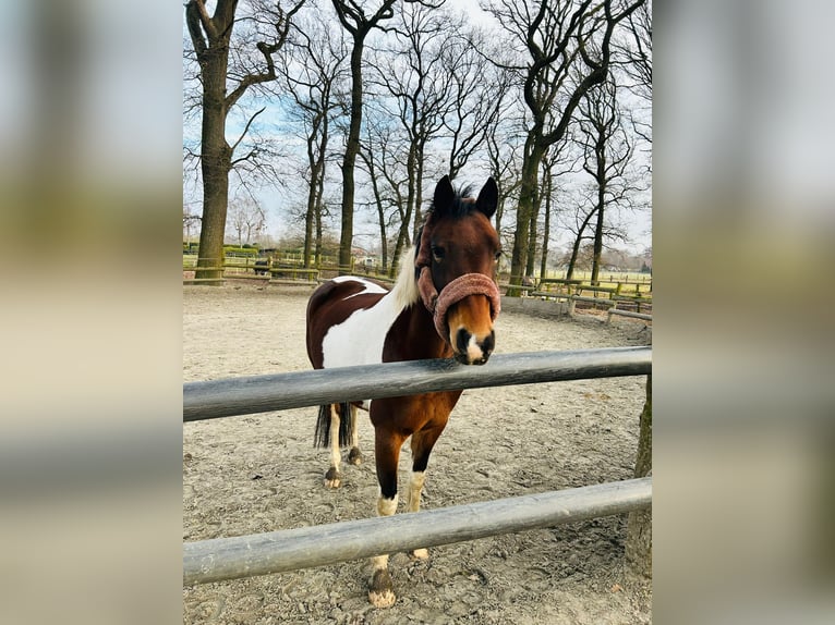 Lewitzer Mix Merrie 14 Jaar 147 cm Gevlekt-paard in Marl