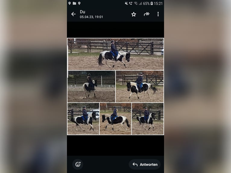 Lewitzer Merrie 14 Jaar Gevlekt-paard in Redefin