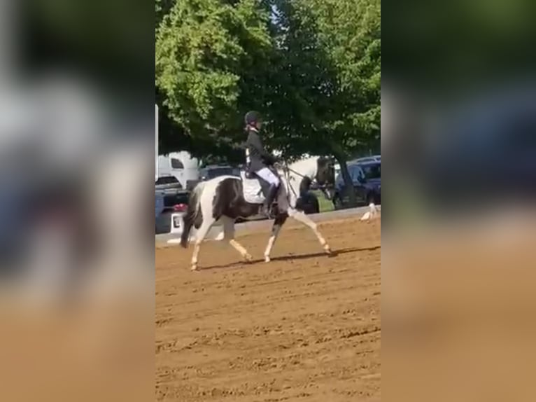 Lewitzer Merrie 14 Jaar Gevlekt-paard in Redefin