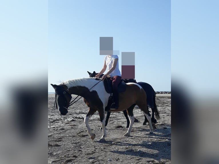 Lewitzer Merrie 15 Jaar 145 cm Tobiano-alle-kleuren in Schönberg