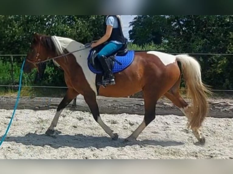 Lewitzer Mix Merrie 15 Jaar 146 cm Gevlekt-paard in Peine