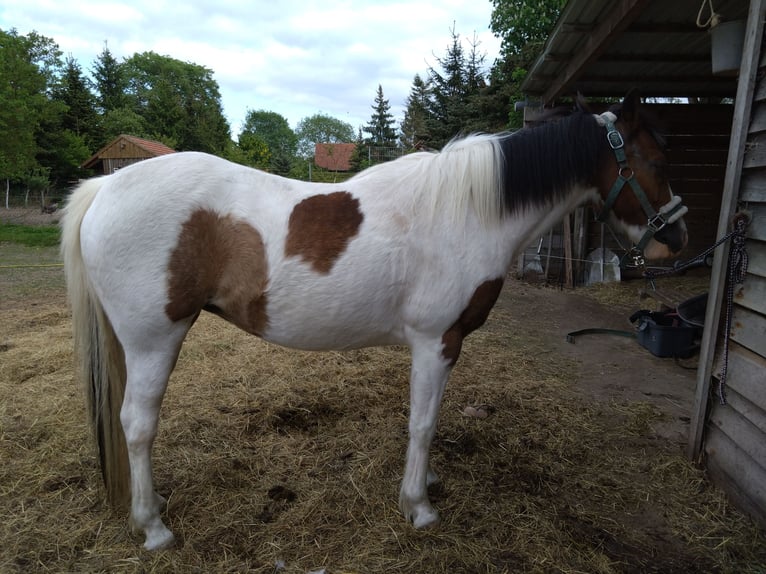 Lewitzer Mix Merrie 16 Jaar 125 cm Gevlekt-paard in Groß Pankow