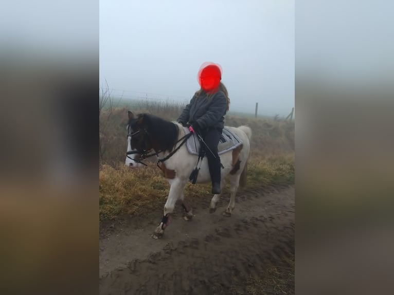 Lewitzer Mix Merrie 16 Jaar 125 cm Gevlekt-paard in Groß Pankow