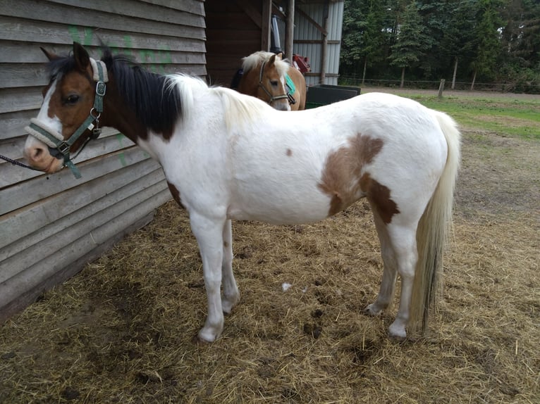 Lewitzer Mix Merrie 16 Jaar 125 cm Gevlekt-paard in Groß Pankow