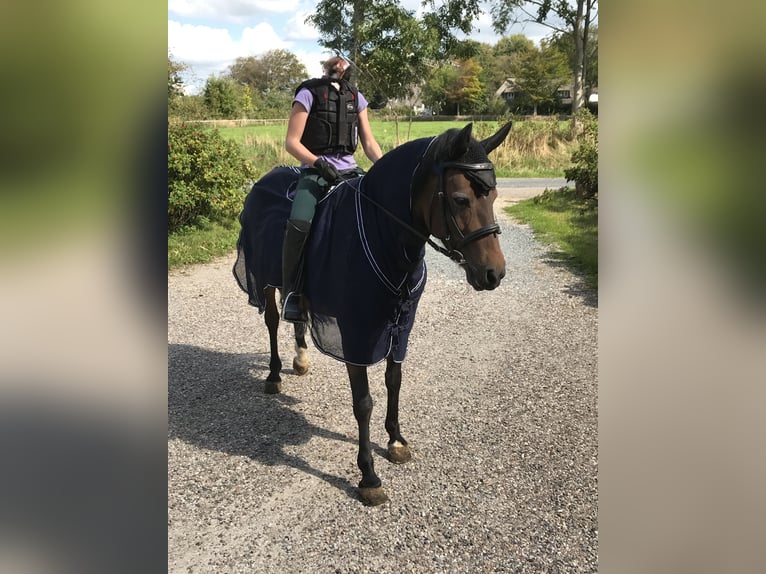Lewitzer Merrie 16 Jaar 130 cm Bruin in Struckum