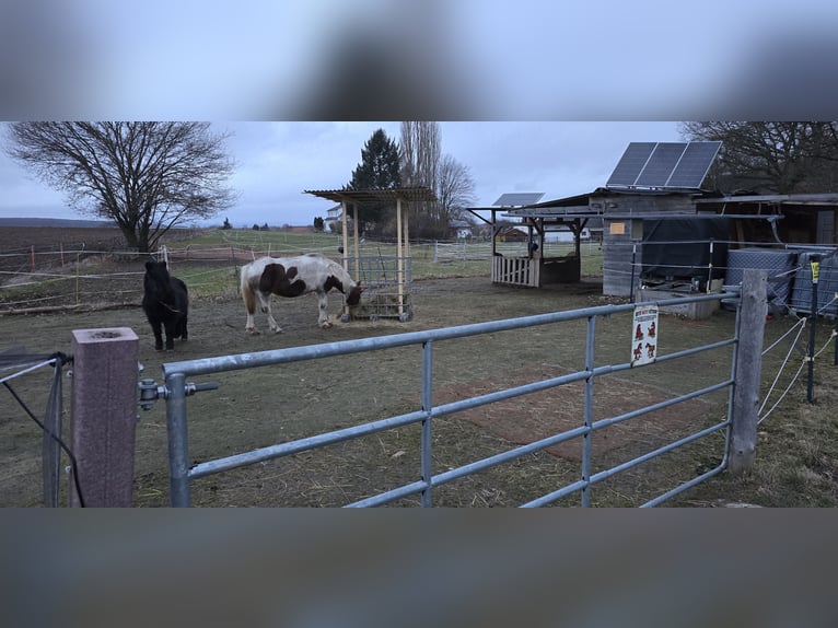 Lewitzer Mix Merrie 17 Jaar 133 cm Gevlekt-paard in Homberg (Efze)