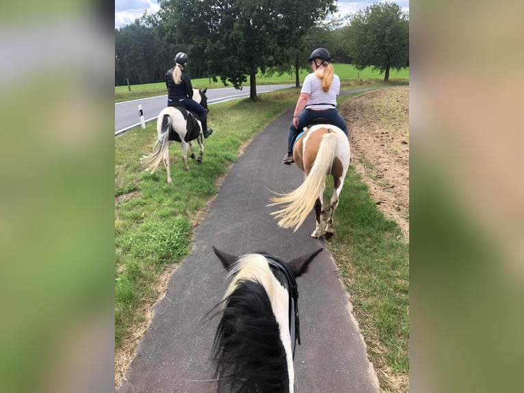 Lewitzer Merrie 17 Jaar 150 cm Gevlekt-paard in Streithausen