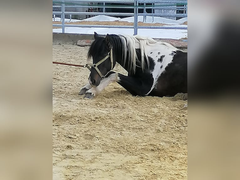 Lewitzer Merrie 17 Jaar 150 cm Gevlekt-paard in Streithausen