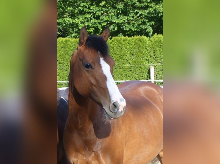 Lewitzer Merrie 18 Jaar 140 cm Gevlekt-paard in Erkelenz