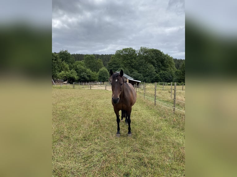 Lewitzer Merrie 18 Jaar 148 cm in M&#xFC;nchen