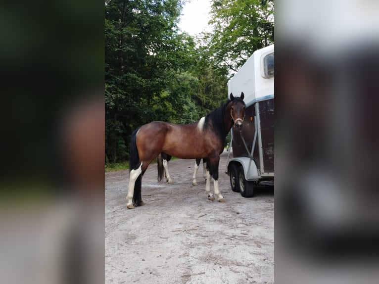 Lewitzer Merrie 19 Jaar 144 cm Gevlekt-paard in Hainewalde