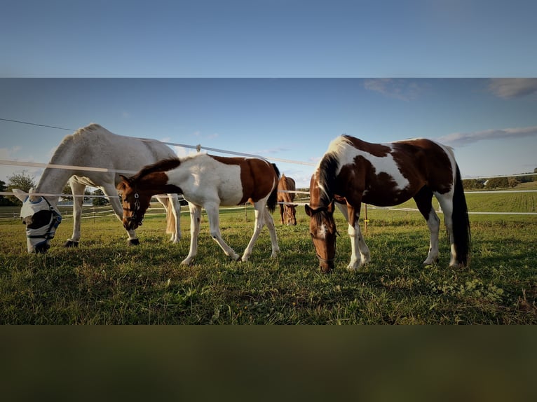 Lewitzer Merrie 1 Jaar 150 cm Gevlekt-paard in Ückeritz