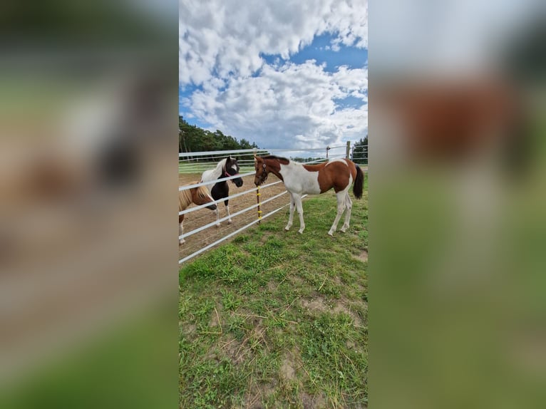 Lewitzer Merrie 1 Jaar 150 cm Gevlekt-paard in Ückeritz