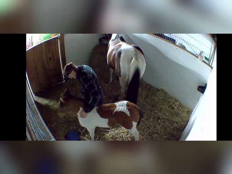 Lewitzer Merrie 1 Jaar 150 cm Gevlekt-paard in Ückeritz