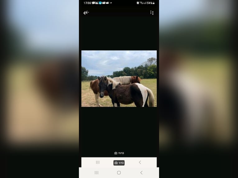 Lewitzer Merrie 1 Jaar Gevlekt-paard in Streithausen