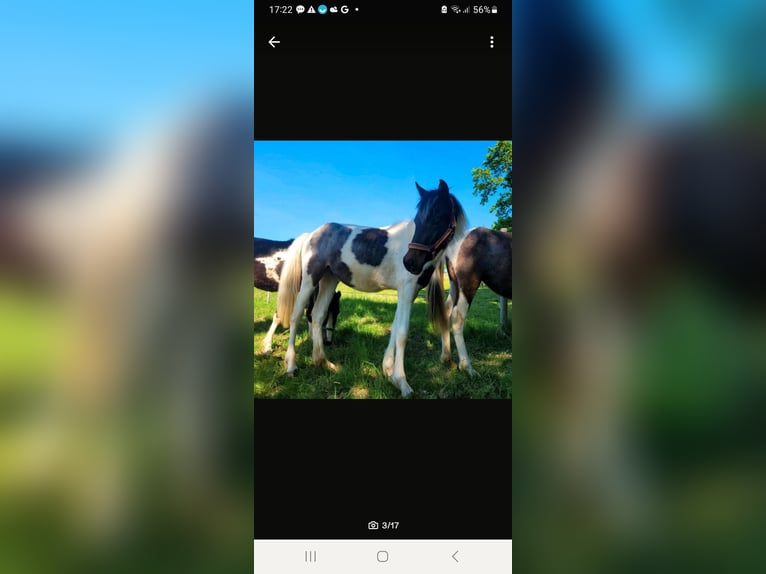 Lewitzer Merrie 1 Jaar Gevlekt-paard in Streithausen