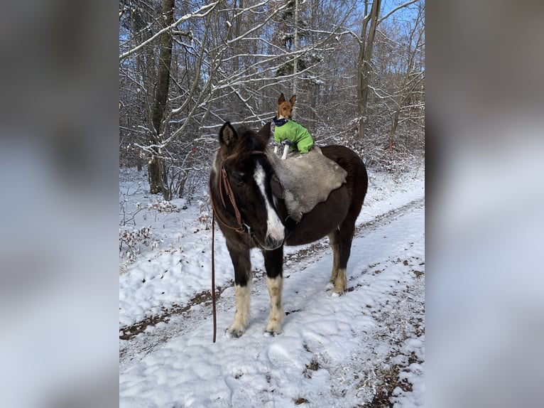 Lewitzer Merrie 20 Jaar 129 cm Gevlekt-paard in Bad Überkingen