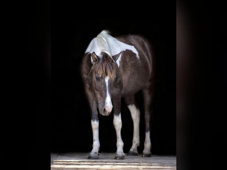 Lewitzer Merrie 20 Jaar 129 cm Gevlekt-paard in Bad Überkingen
