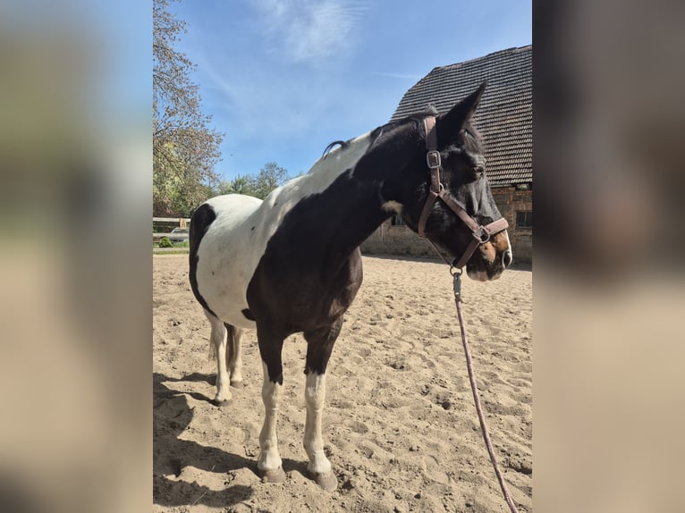 Lewitzer Mix Merrie 21 Jaar 150 cm Gevlekt-paard in Monstab