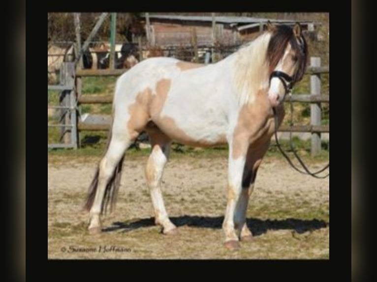 Lewitzer Merrie 2 Jaar 148 cm Falbe in Reiskirchen