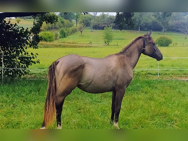 Lewitzer Merrie 2 Jaar 148 cm Falbe in Reiskirchen
