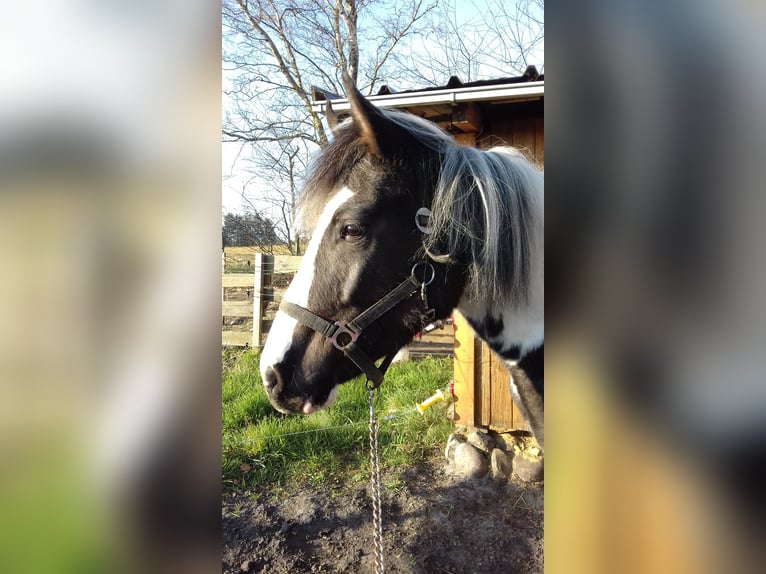 Lewitzer Merrie 3 Jaar 143 cm Gevlekt-paard in Schneverdingen