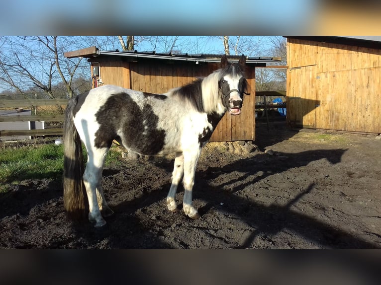 Lewitzer Merrie 3 Jaar 143 cm Gevlekt-paard in Schneverdingen