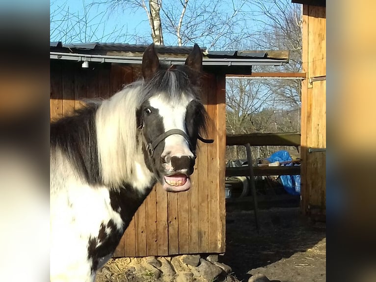 Lewitzer Merrie 3 Jaar 143 cm Gevlekt-paard in Schneverdingen
