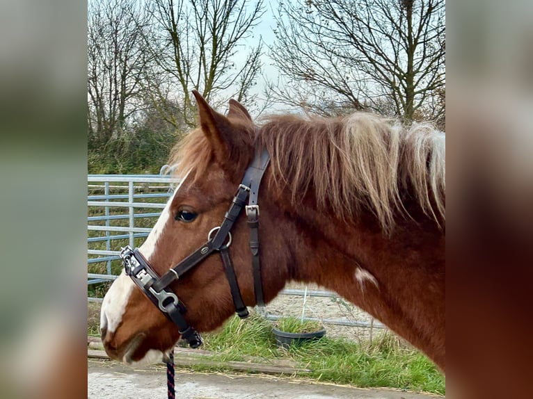 Lewitzer Merrie 3 Jaar 147 cm Gevlekt-paard in Grevenbroich