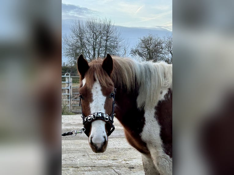 Lewitzer Merrie 3 Jaar 147 cm Gevlekt-paard in Grevenbroich