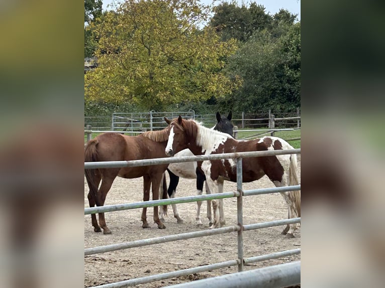 Lewitzer Merrie 3 Jaar 147 cm Gevlekt-paard in Grevenbroich