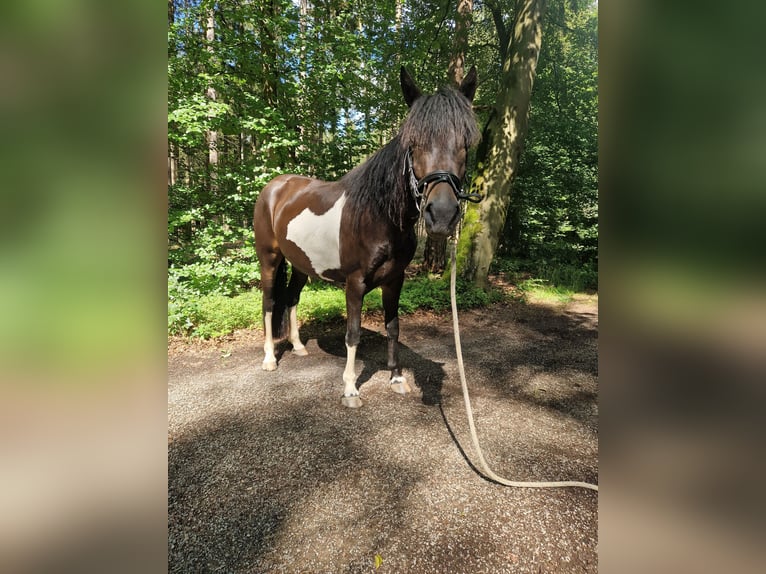 Lewitzer Mix Merrie 3 Jaar 148 cm Gevlekt-paard in Blankenheim