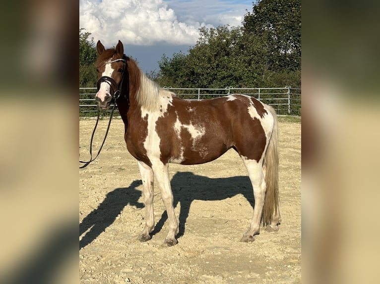 Lewitzer Merrie 3 Jaar 148 cm Gevlekt-paard in Grevenbroich