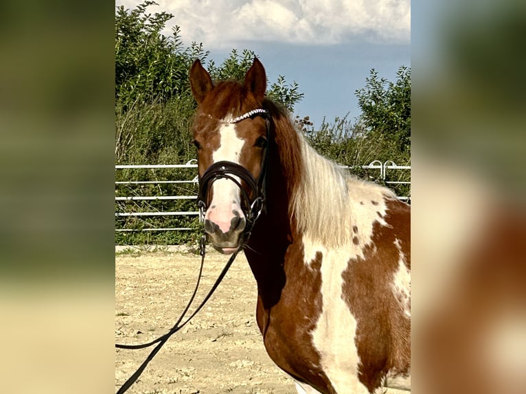 Lewitzer Merrie 3 Jaar 148 cm Gevlekt-paard in Grevenbroich