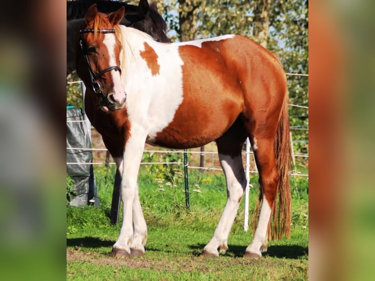 Lewitzer Merrie 4 Jaar 143 cm Overo-alle-kleuren in Niendorf
