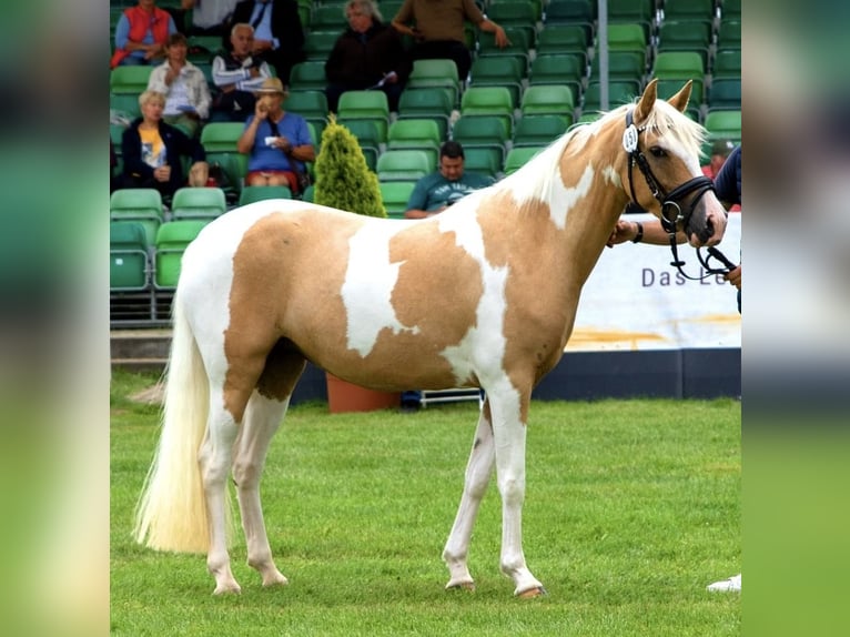Lewitzer Merrie 4 Jaar 144 cm Gevlekt-paard in Tessin
