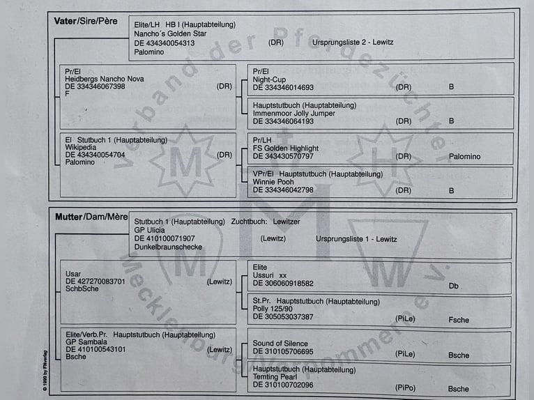 Lewitzer Merrie 4 Jaar 144 cm Gevlekt-paard in Tessin