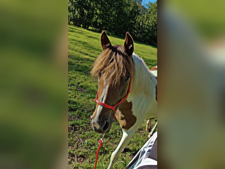 Lewitzer Merrie 5 Jaar 140 cm Gevlekt-paard in Stockheim