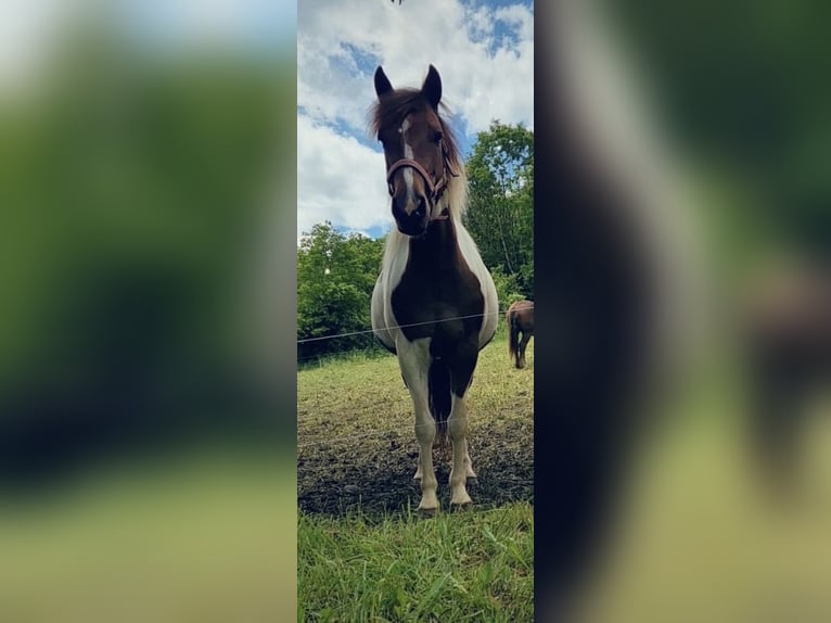 Lewitzer Merrie 5 Jaar 140 cm Gevlekt-paard in Stockheim