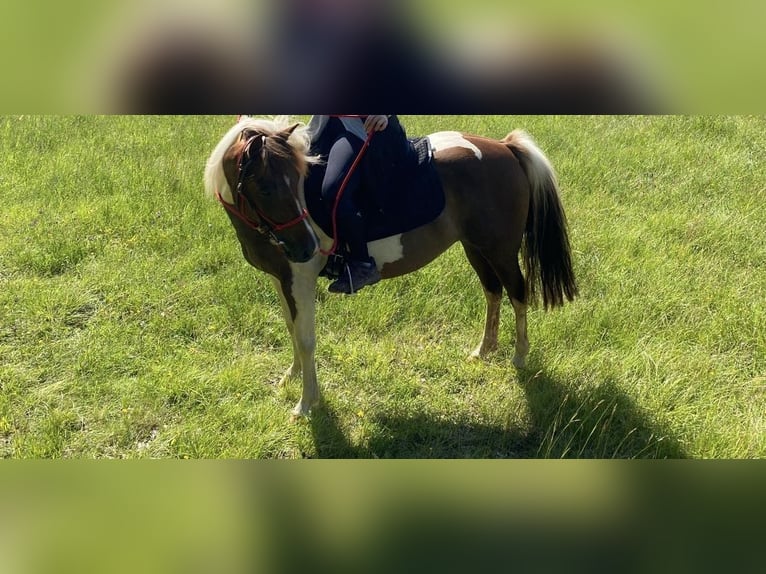 Lewitzer Merrie 5 Jaar 140 cm Gevlekt-paard in Stockheim