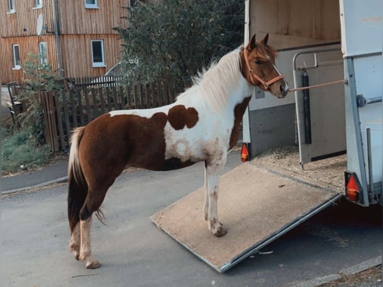 Lewitzer Merrie 5 Jaar 140 cm Gevlekt-paard in Stockheim