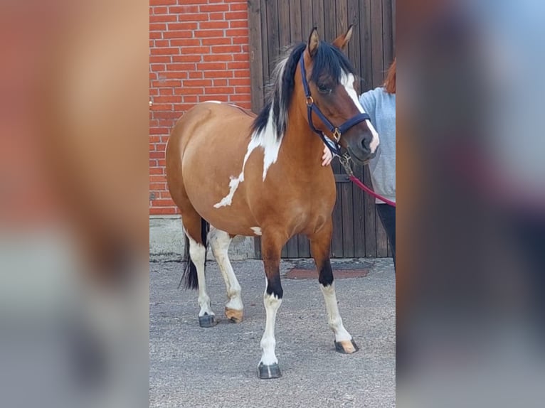 Lewitzer Merrie 5 Jaar 142 cm Gevlekt-paard in Wuppertal
