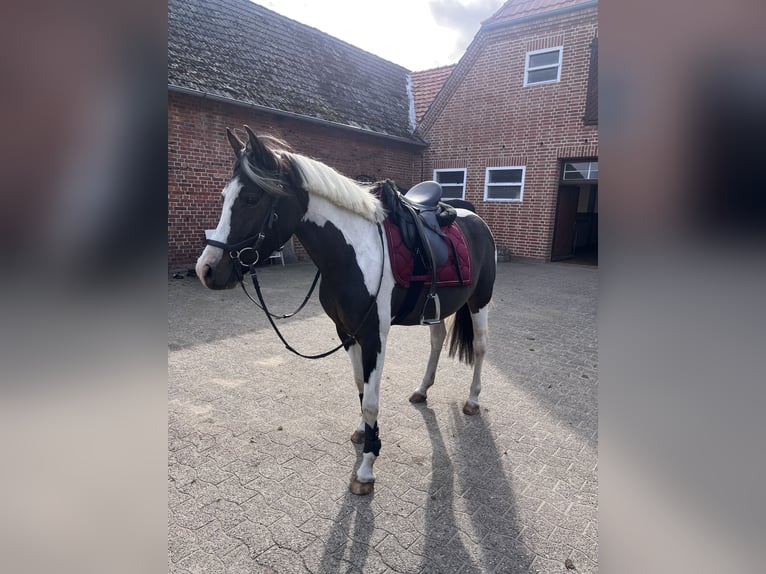 Lewitzer Merrie 5 Jaar 146 cm Gevlekt-paard in Sulingen