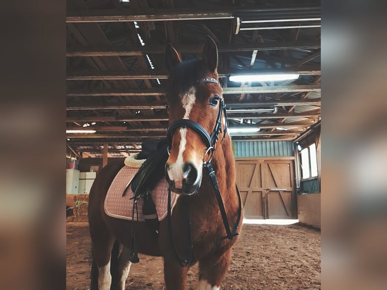 Lewitzer Merrie 6 Jaar 137 cm  in Neuhaus am Rennweg