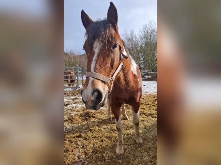 Lewitzer Merrie 6 Jaar 137 cm  in Neuhaus am Rennweg